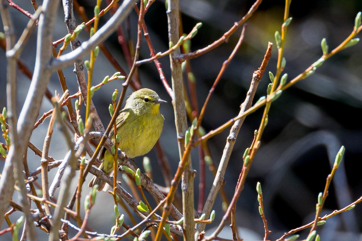 Orange-crowned Warbler - ML619646024