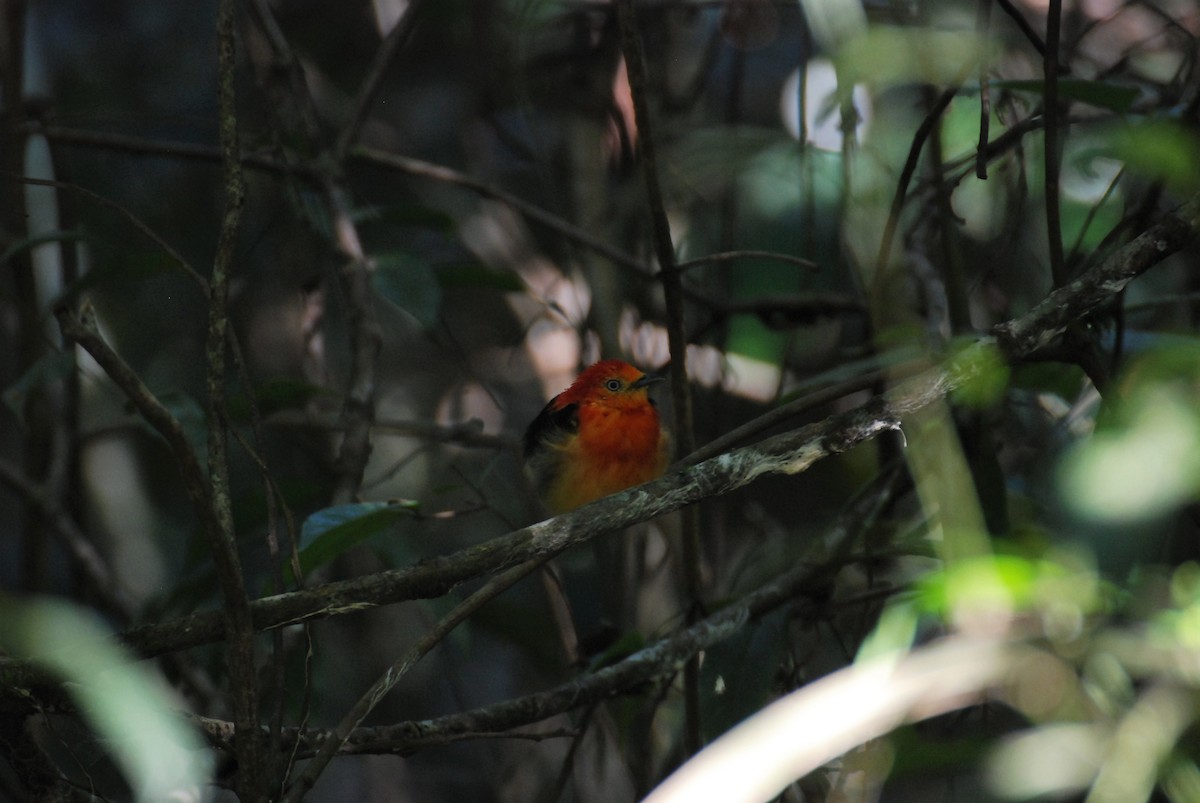 Band-tailed Manakin - ML619646028