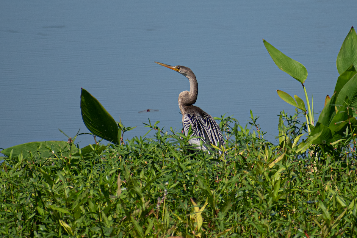 Anhinga - Neil D