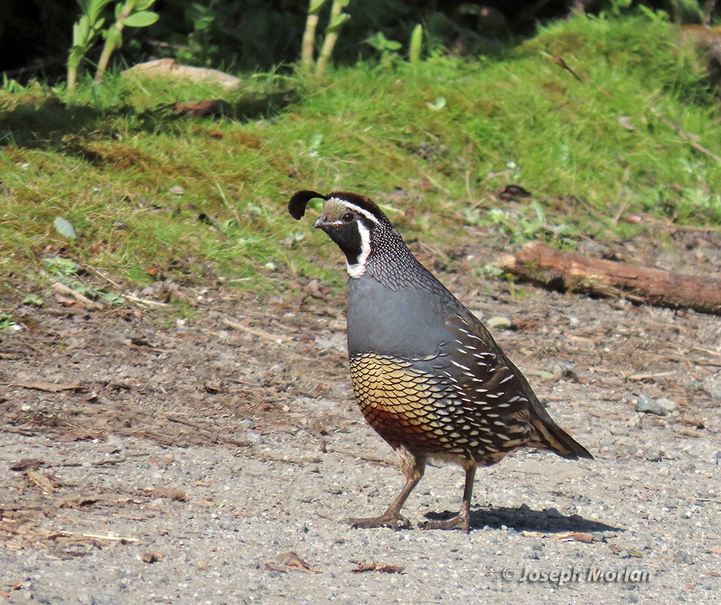 California Quail - ML619646040