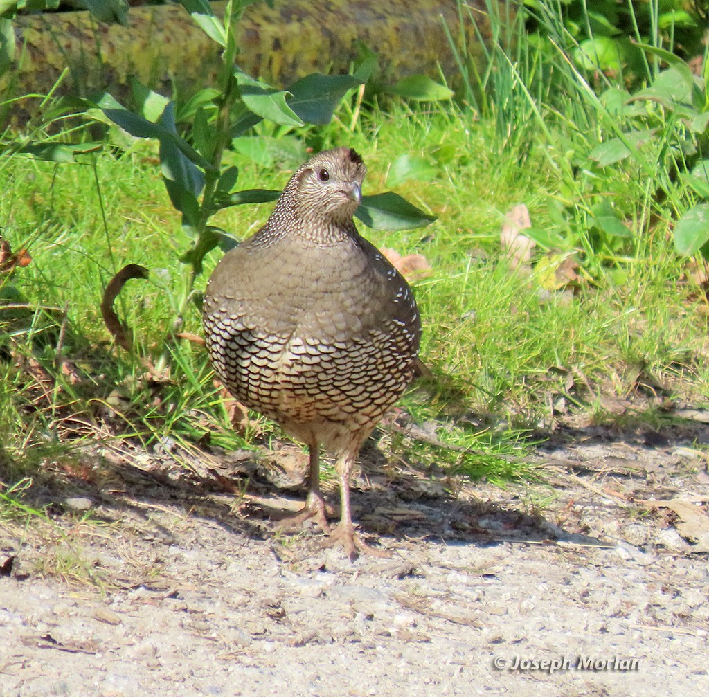 California Quail - ML619646041