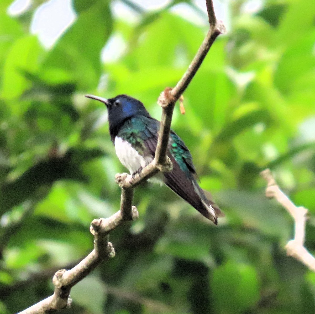 White-necked Jacobin - John Kugler