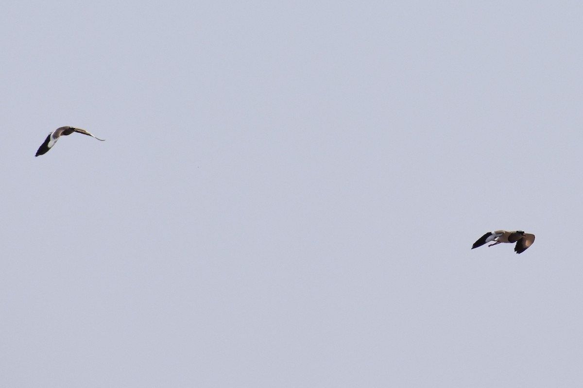 Crowned Lapwing - Nathan O'Reilly