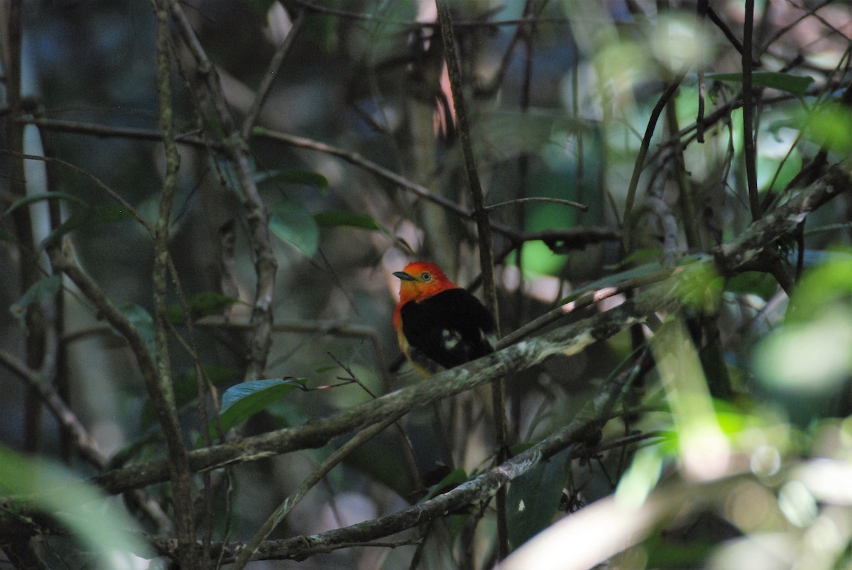 Band-tailed Manakin - ML619646048