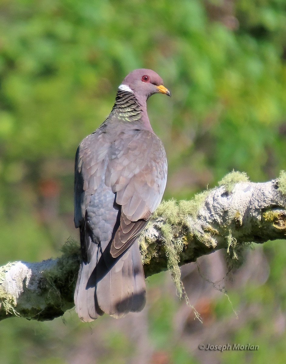Band-tailed Pigeon - Joseph Morlan