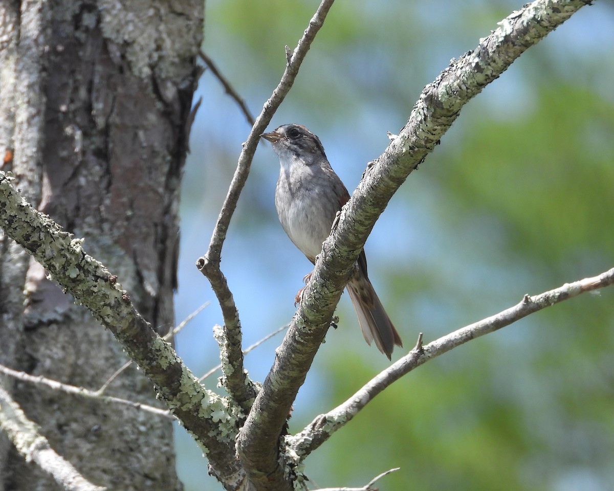 Swamp Sparrow - ML619646060