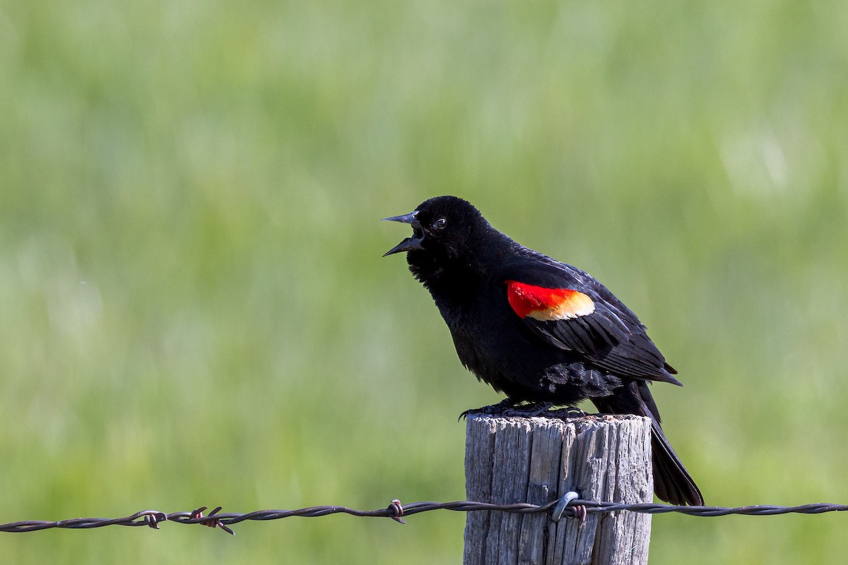 Red-winged Blackbird - Ron Horn