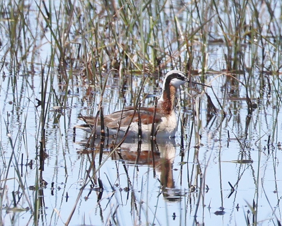 Wilson's Phalarope - Jim Parker