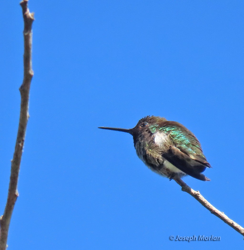 Anna's Hummingbird - Joseph Morlan