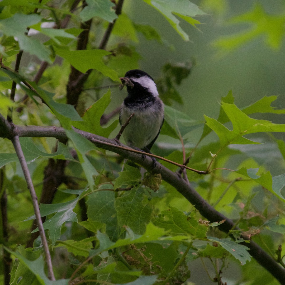 Black-capped Chickadee - C.H. Wood