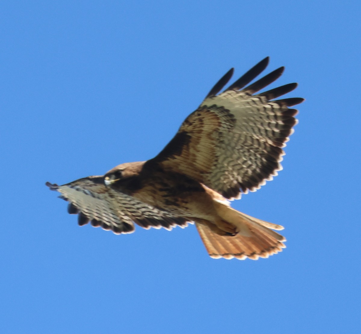 Red-tailed Hawk (calurus/alascensis) - Jim Parker