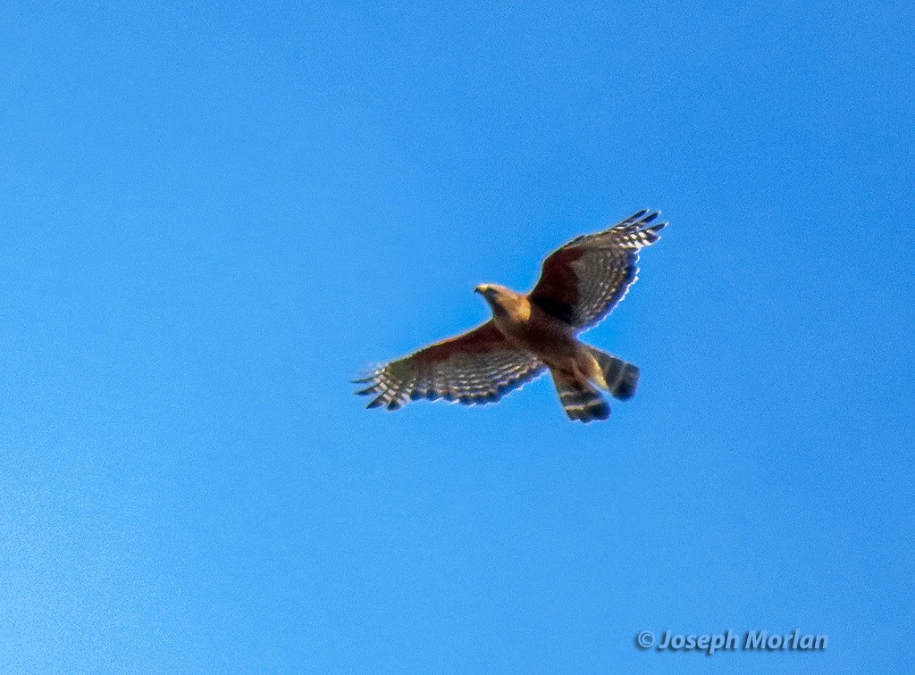 Red-shouldered Hawk - Joseph Morlan