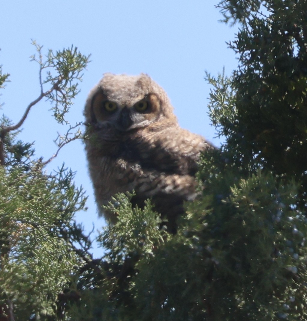 Great Horned Owl - Jim Parker