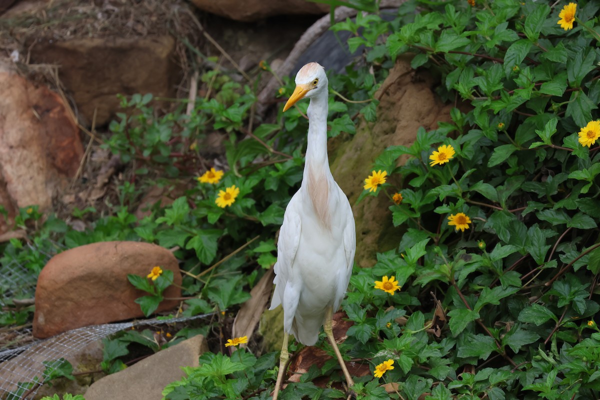 Western Cattle Egret - Kayleigh Andrus