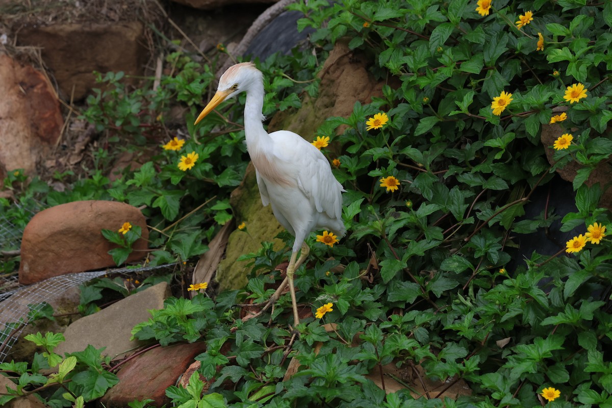 Western Cattle Egret - Kayleigh Andrus