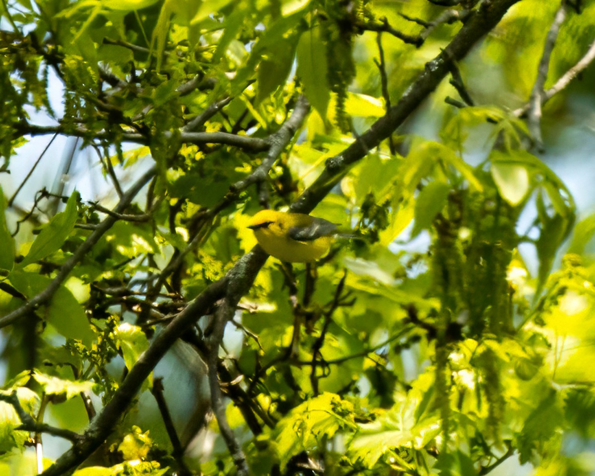 Blue-winged Warbler - Frank Pointner