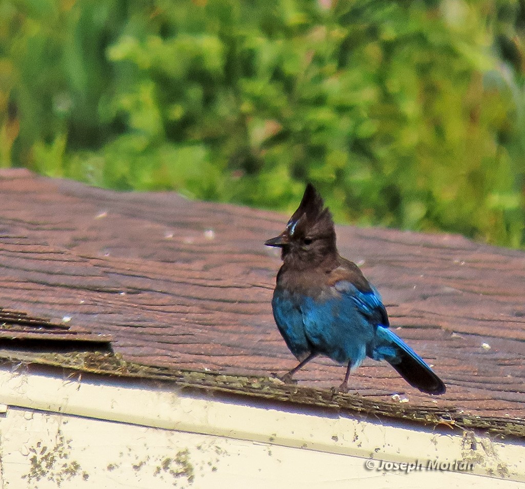 Steller's Jay (Coastal) - ML619646107