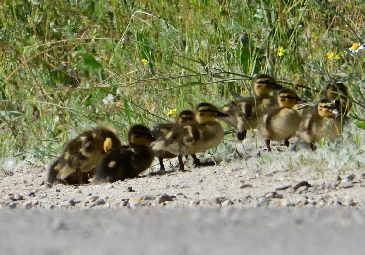 Mallard - Mu Sano