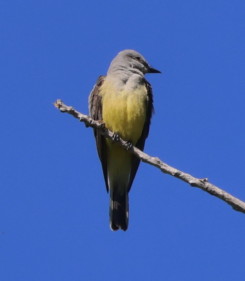 Western Kingbird - Jim Parker