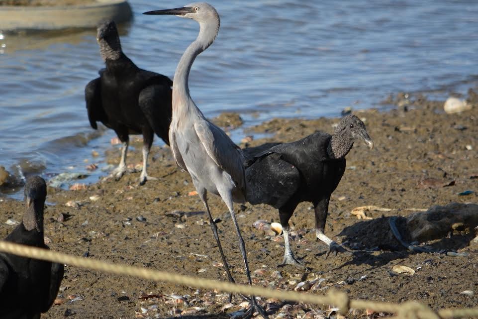 Reddish Egret - ML619646113