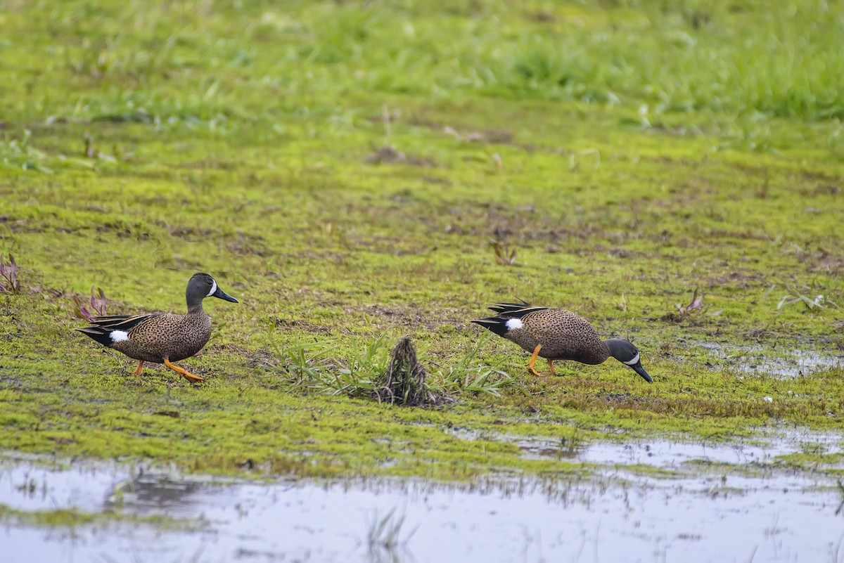 Blue-winged Teal - Anatoly Tokar