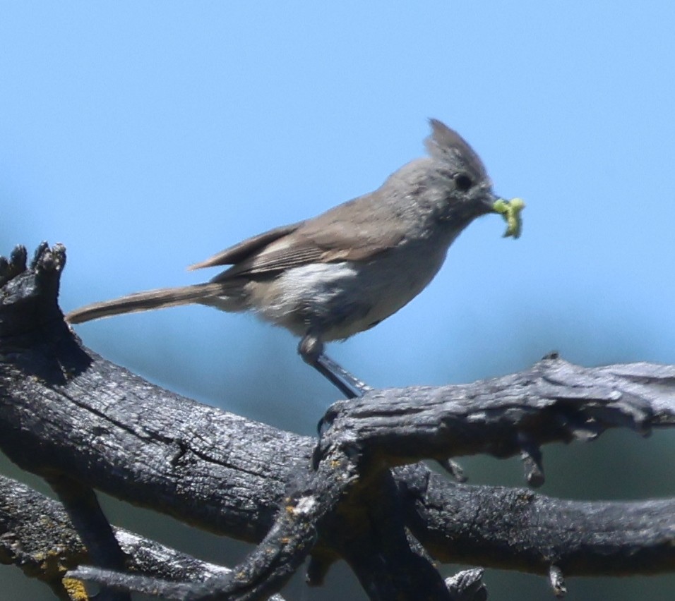 Oak Titmouse - Jim Parker