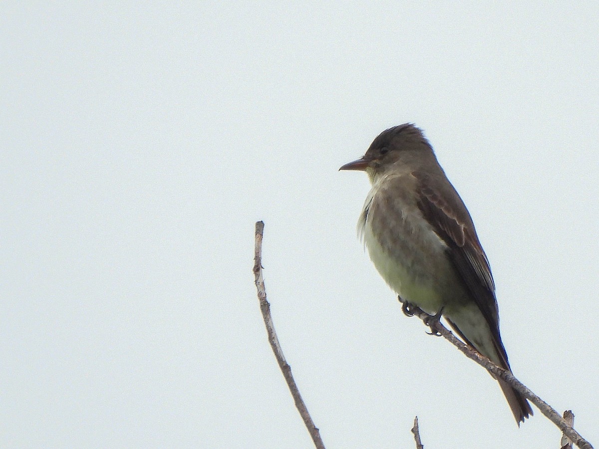 Olive-sided Flycatcher - Nathalie Ouellet