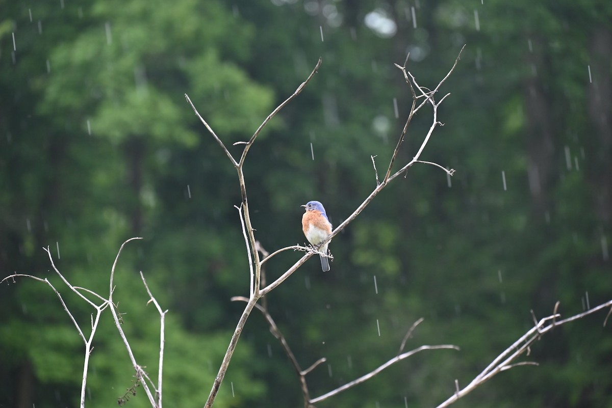 Eastern Bluebird - ML619646125