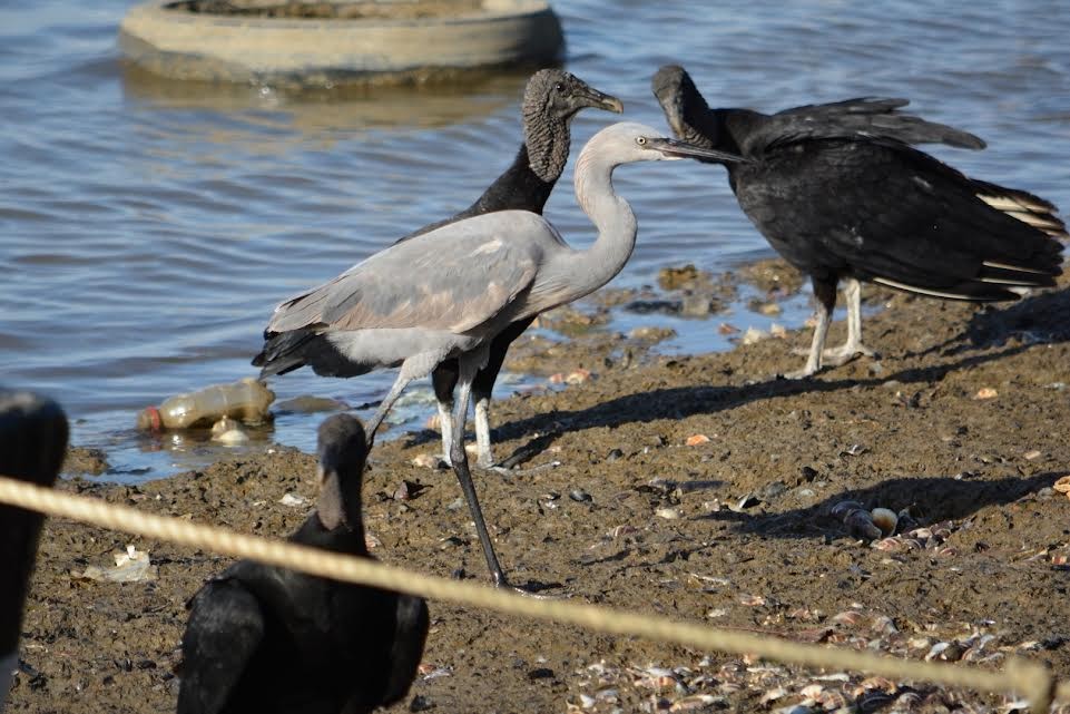 Reddish Egret - ML619646126