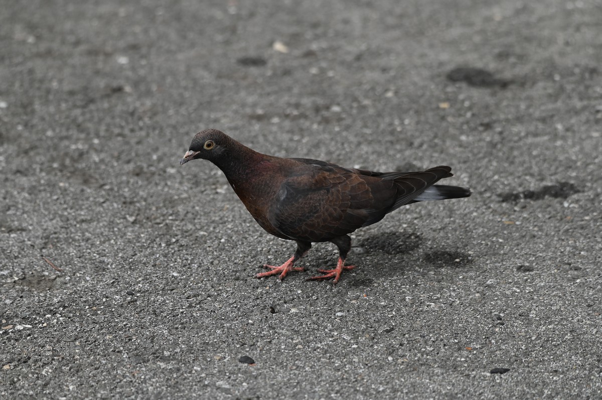 Rock Pigeon (Feral Pigeon) - Caitlin Morrow