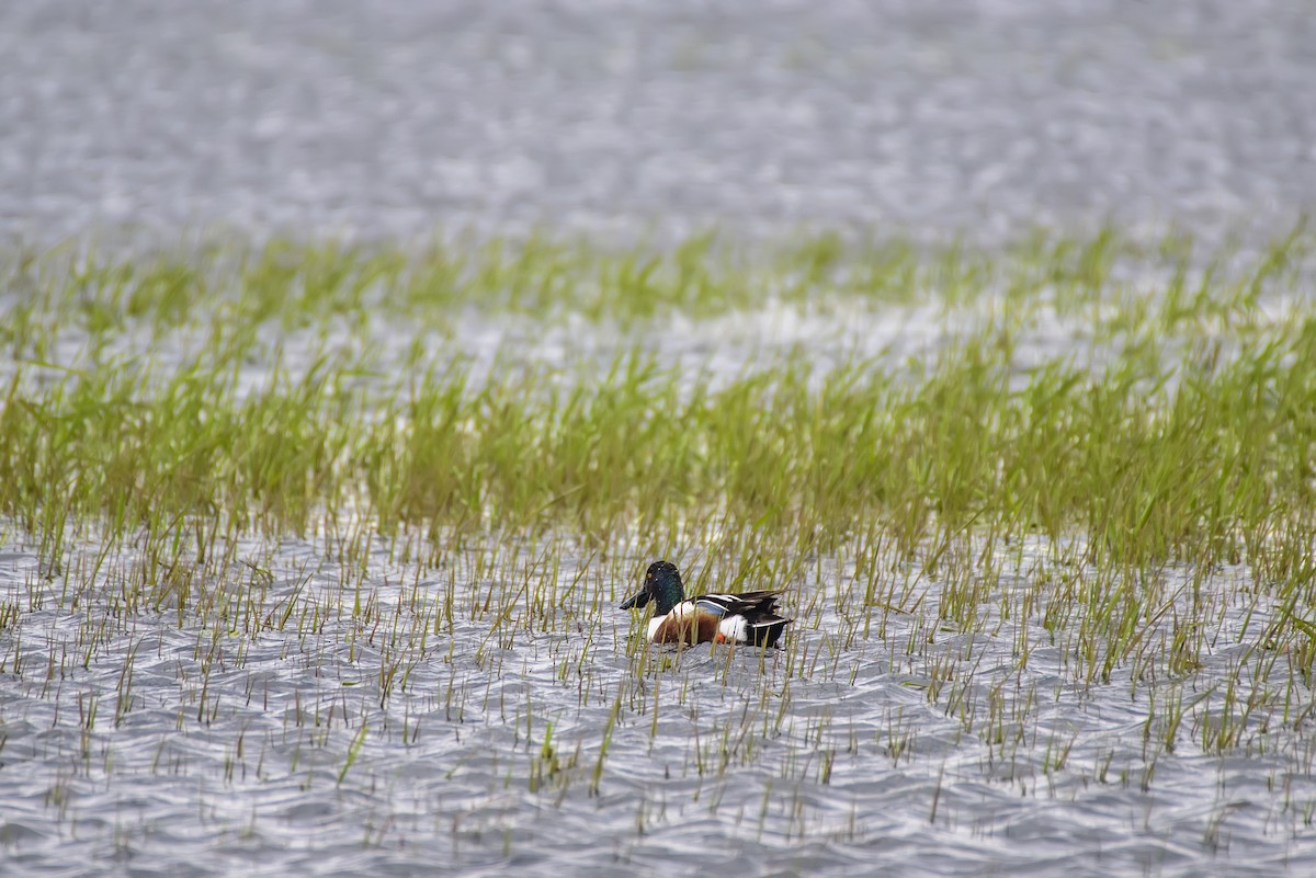 Northern Shoveler - Anatoly Tokar