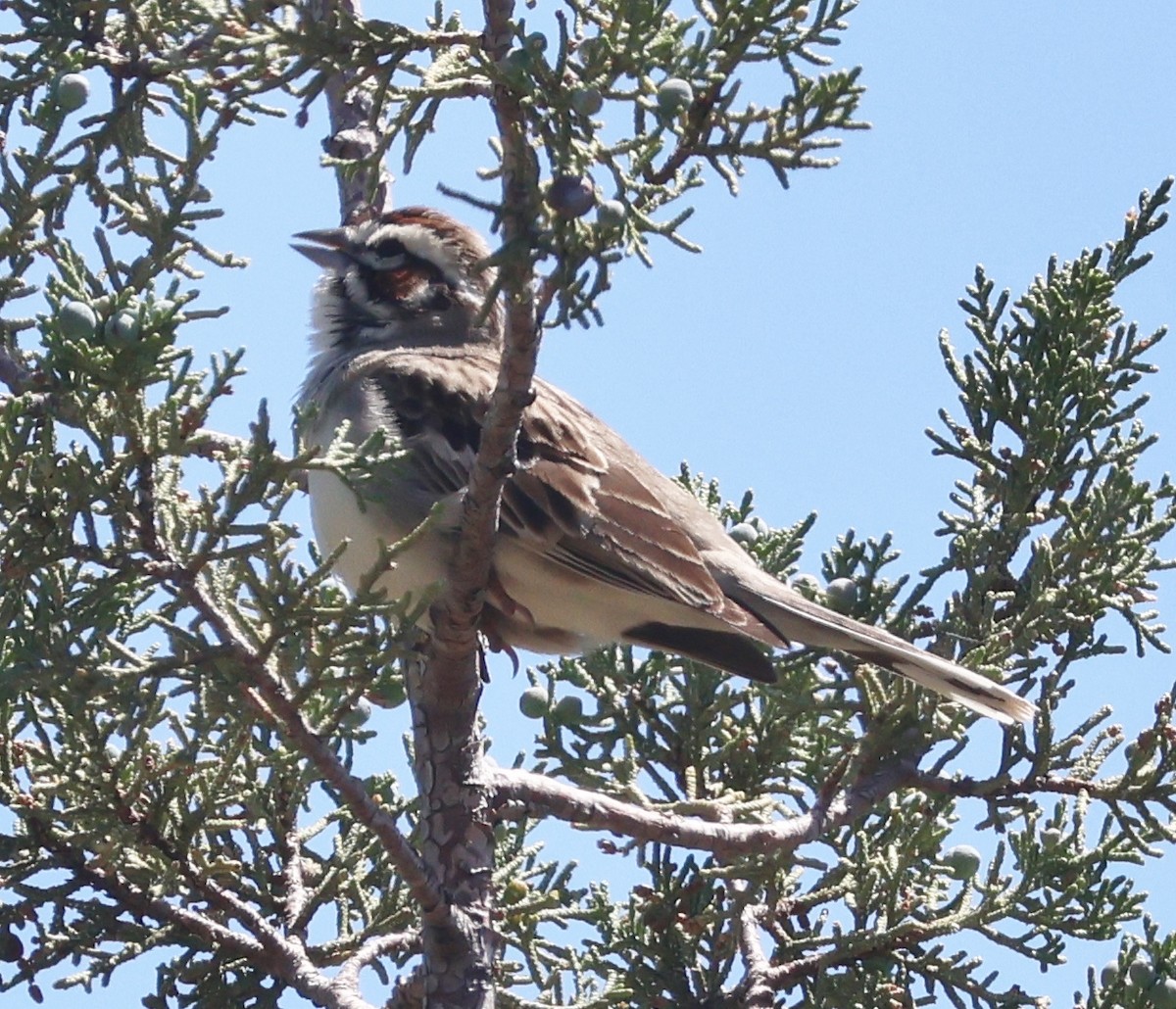 Lark Sparrow - Jim Parker