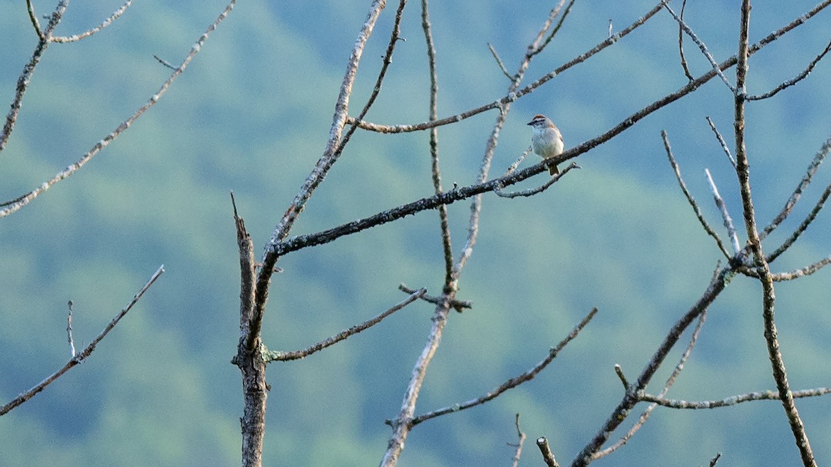 Chipping Sparrow - Todd Kiraly