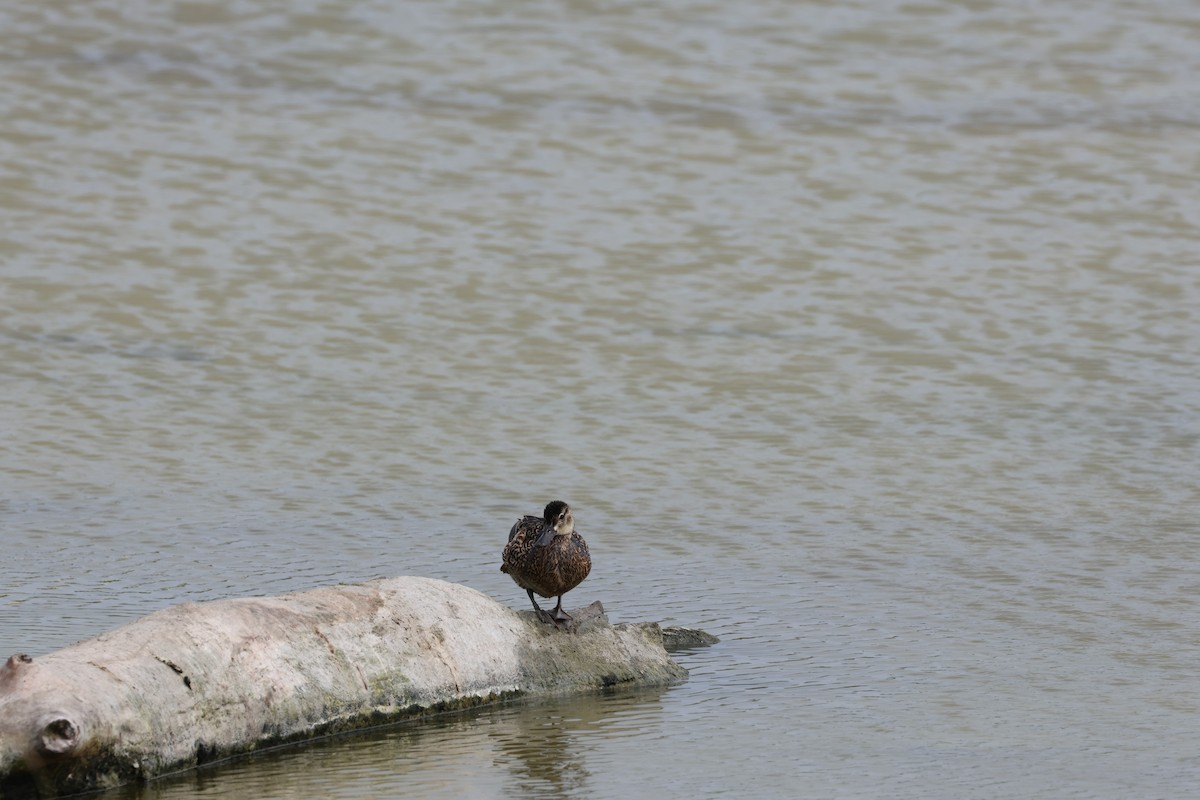 Blue-winged Teal - Kayleigh Andrus