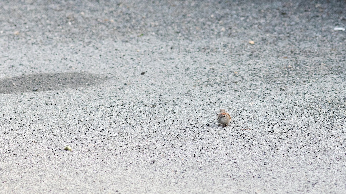 Chipping Sparrow - Todd Kiraly