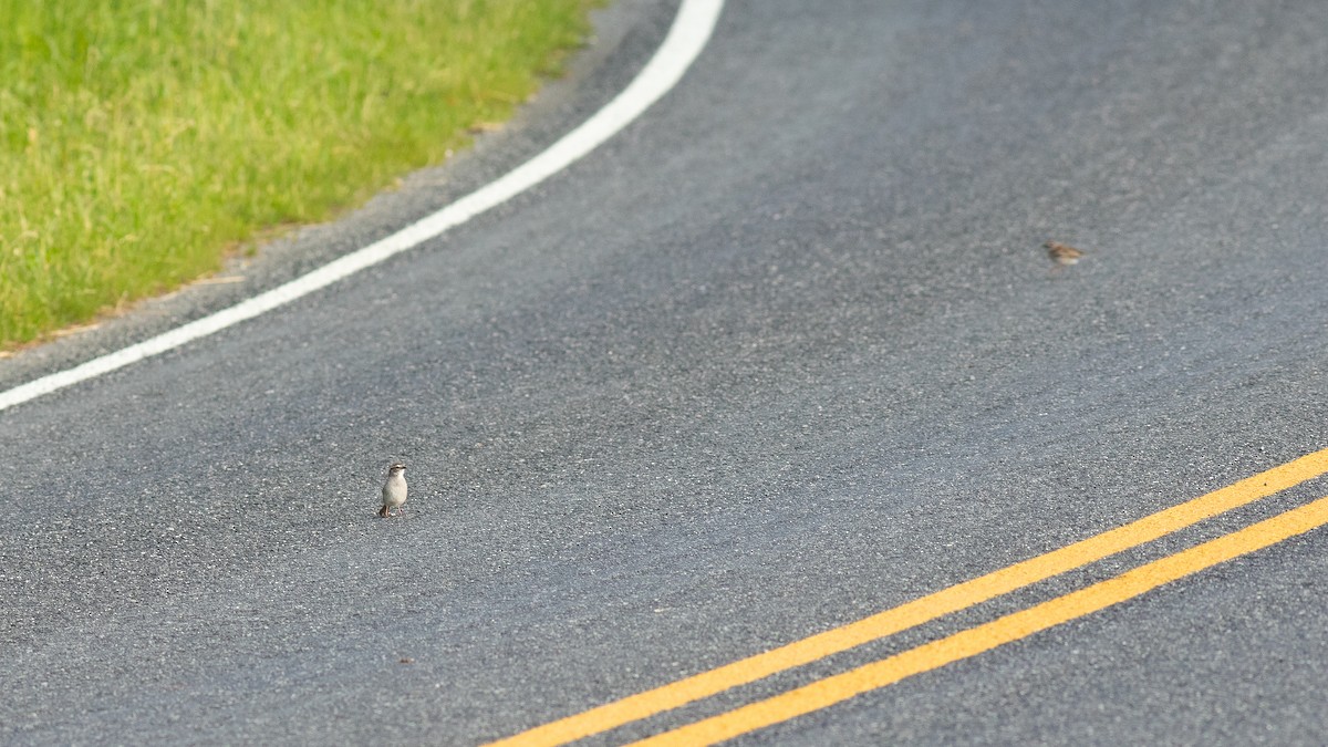 Chipping Sparrow - Todd Kiraly