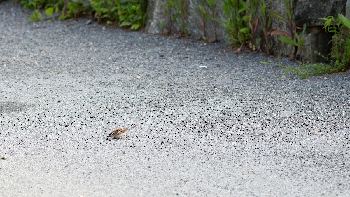 Chipping Sparrow - Todd Kiraly