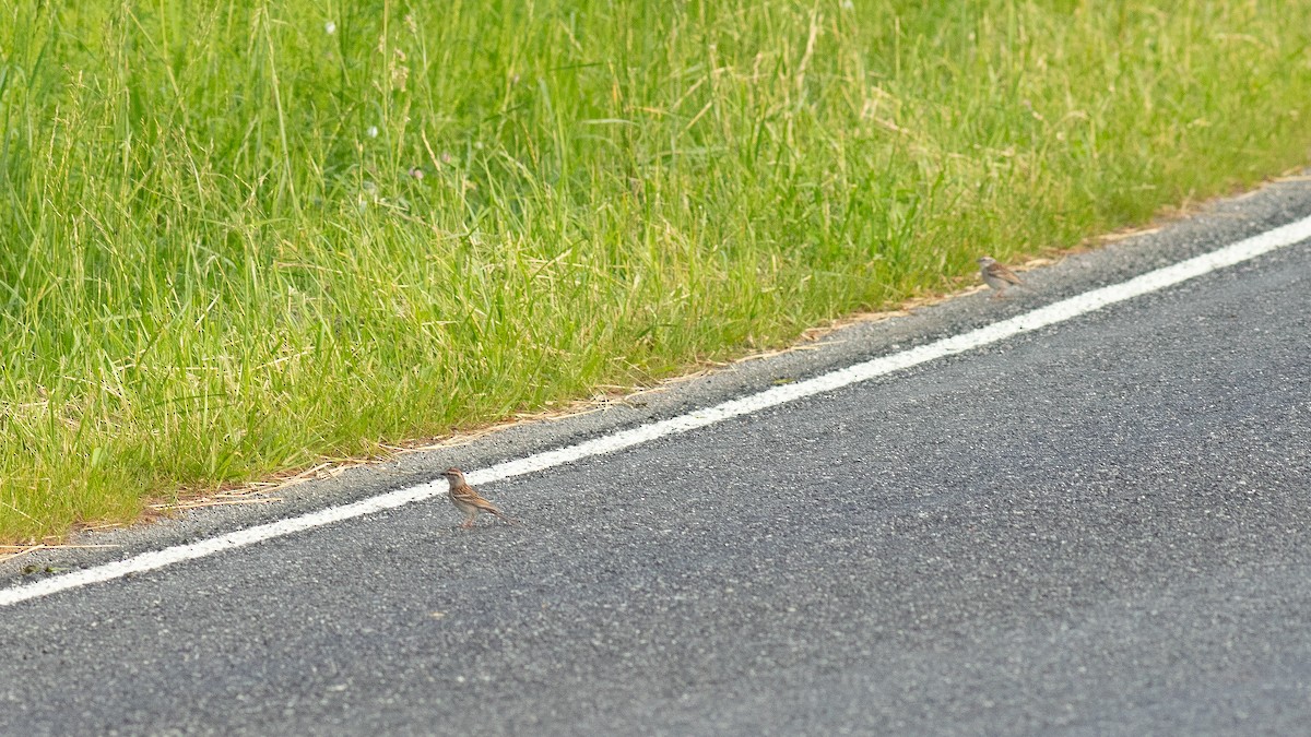 Chipping Sparrow - Todd Kiraly