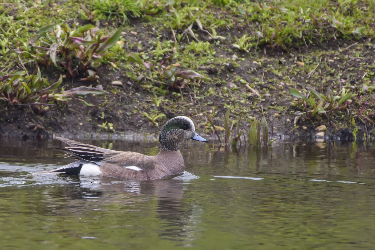 American Wigeon - ML619646152