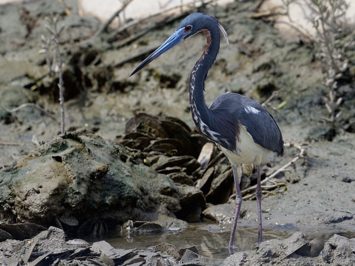 Tricolored Heron - Michael Tromp