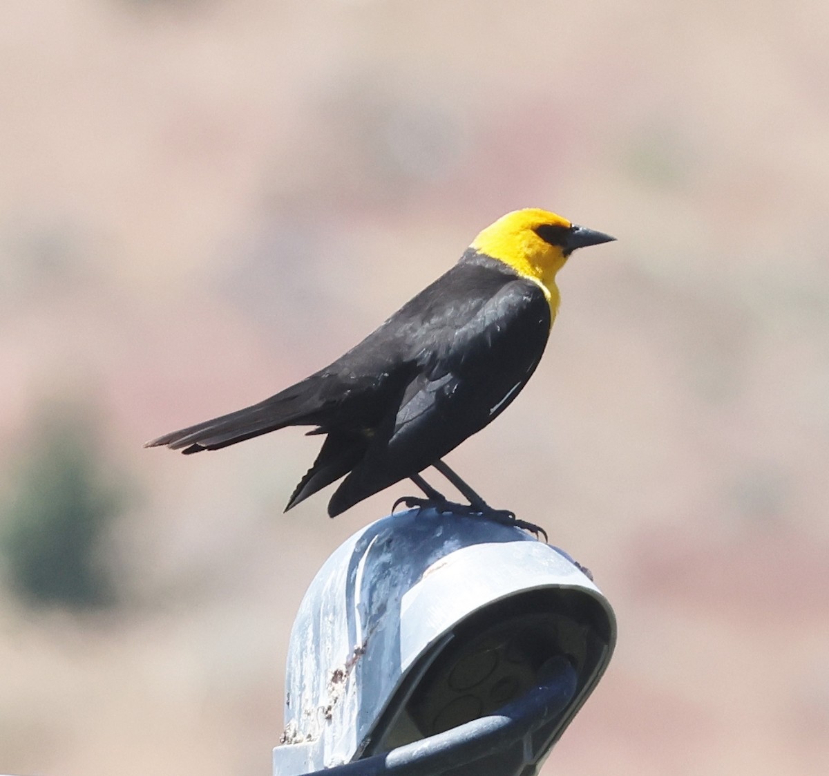 Yellow-headed Blackbird - Jim Parker