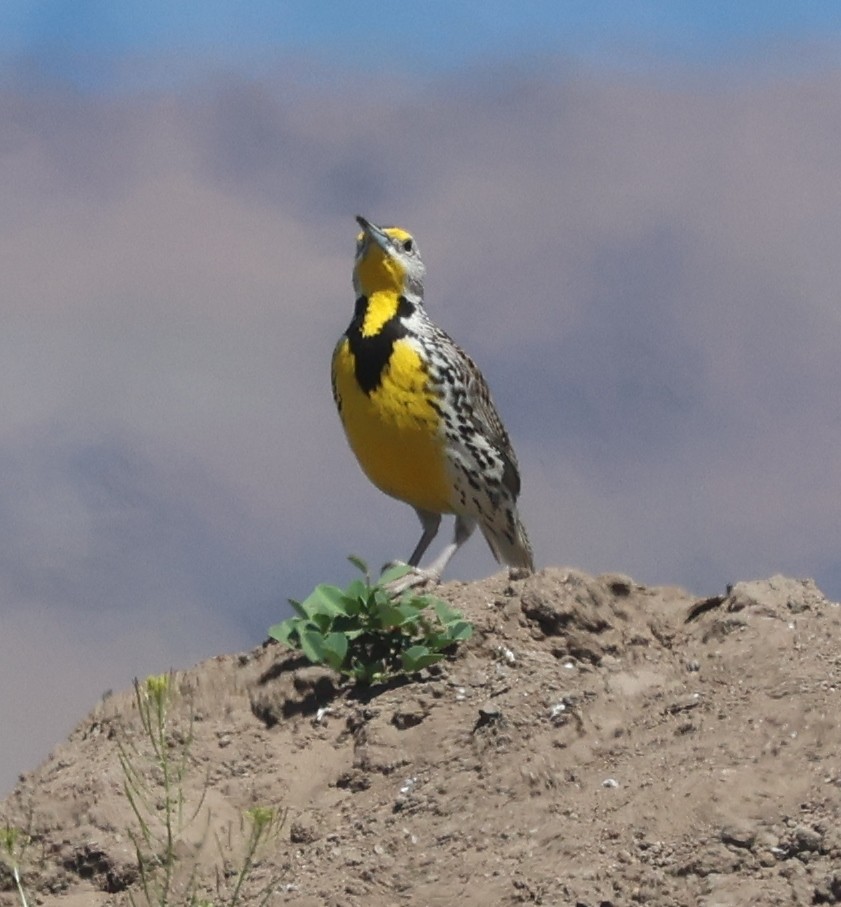 Western Meadowlark - Jim Parker