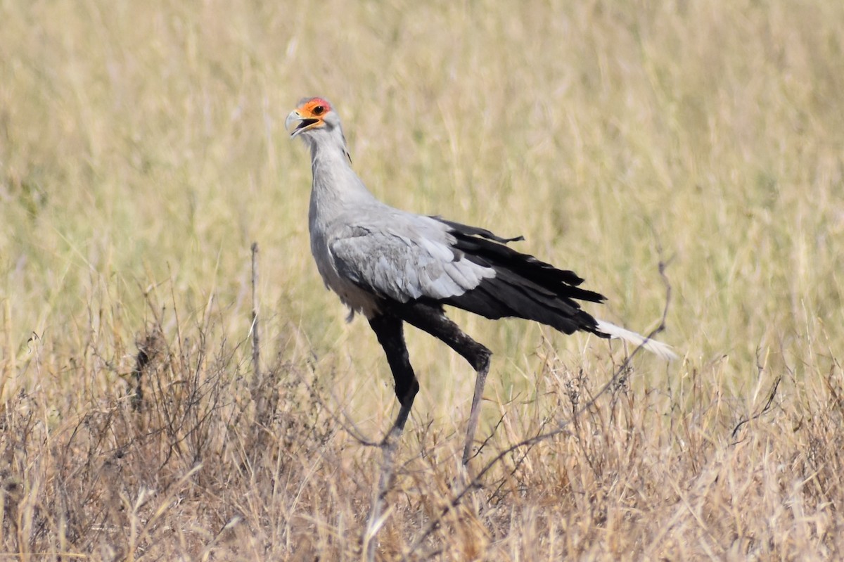 Secretarybird - Nathan O'Reilly