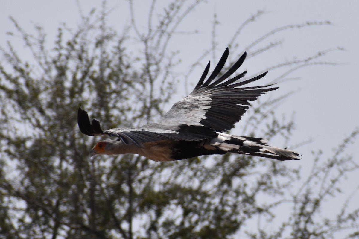 Secretarybird - Nathan O'Reilly