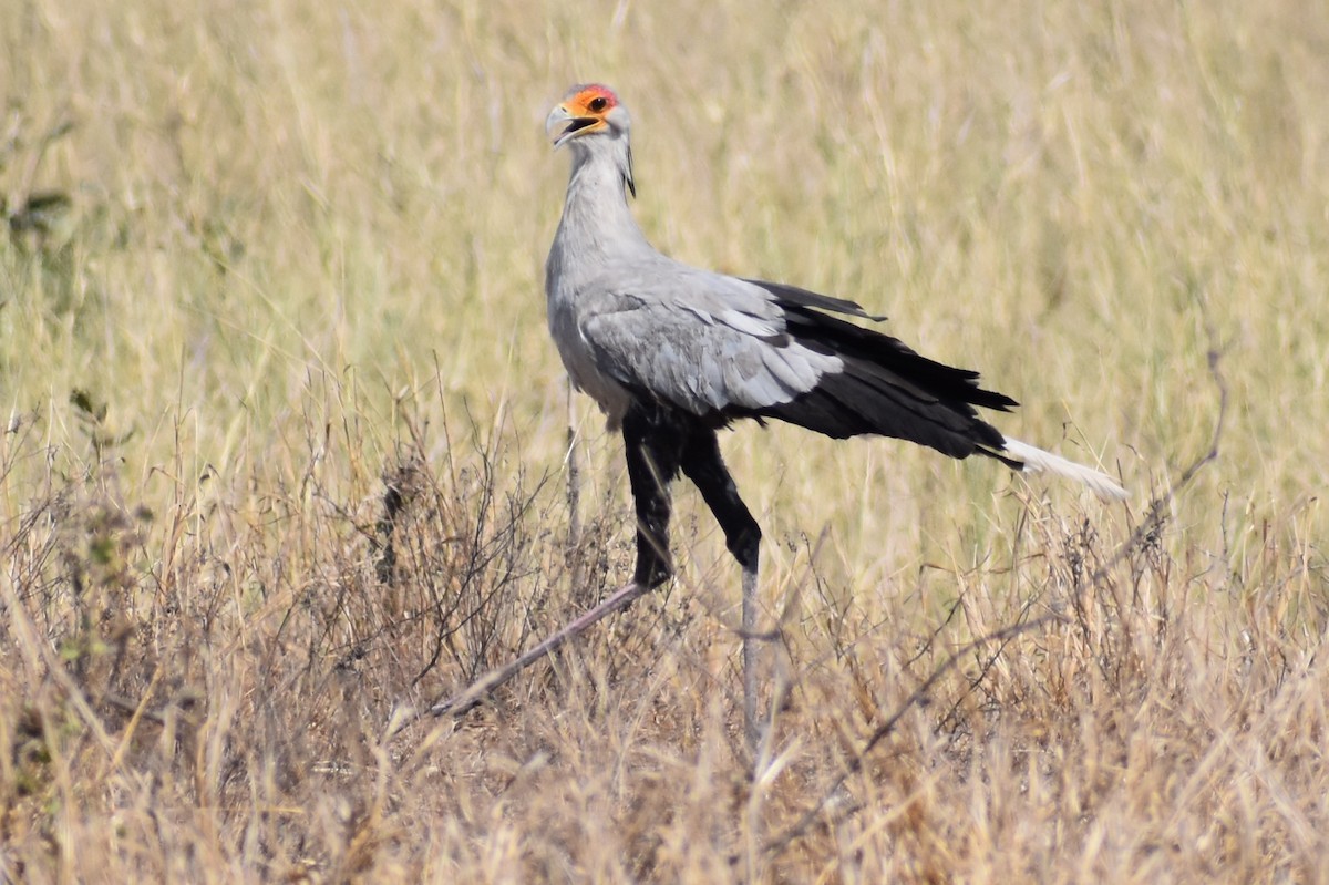 Secretarybird - Nathan O'Reilly