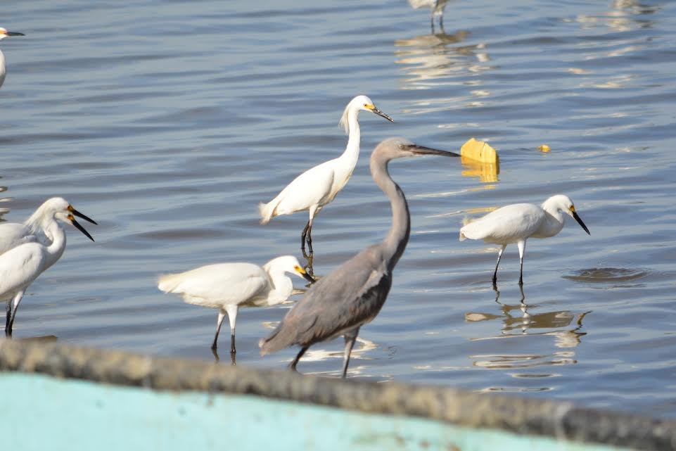 Reddish Egret - ML619646165