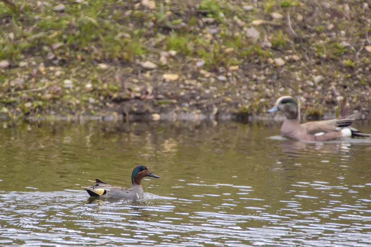 Green-winged Teal - ML619646175