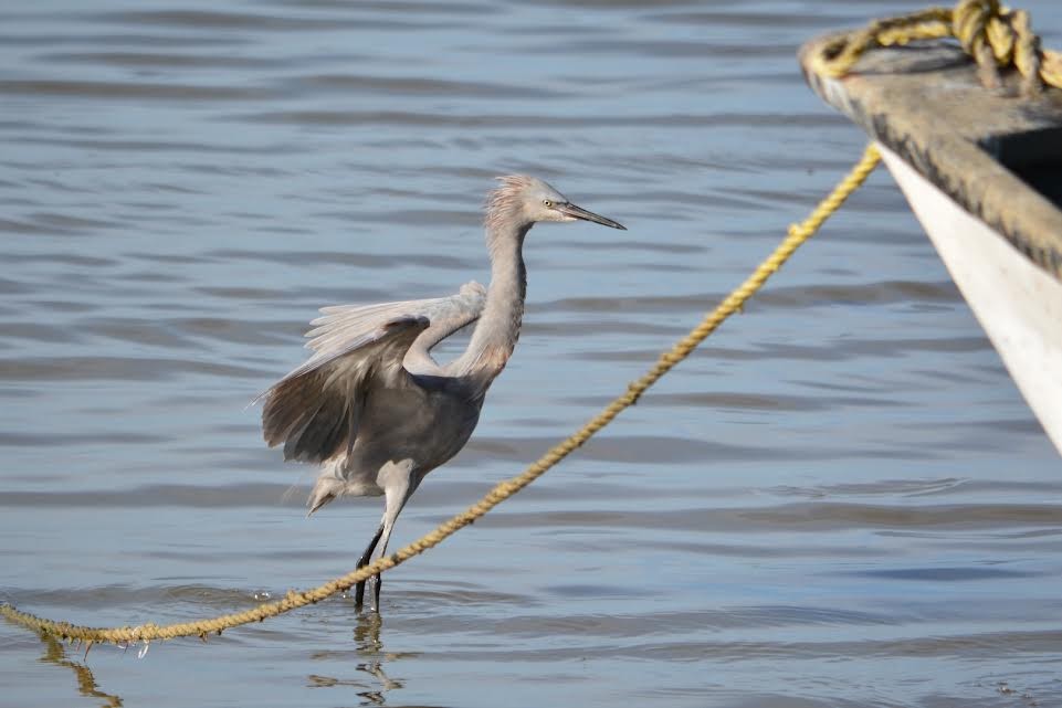 Reddish Egret - ML619646177