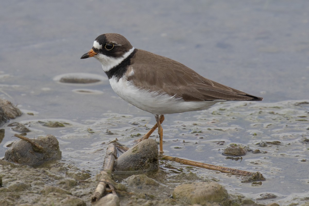 Semipalmated Plover - Christine Mason