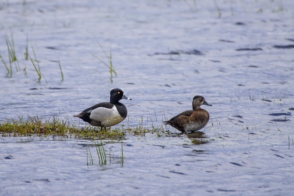 Ring-necked Duck - Anatoly Tokar